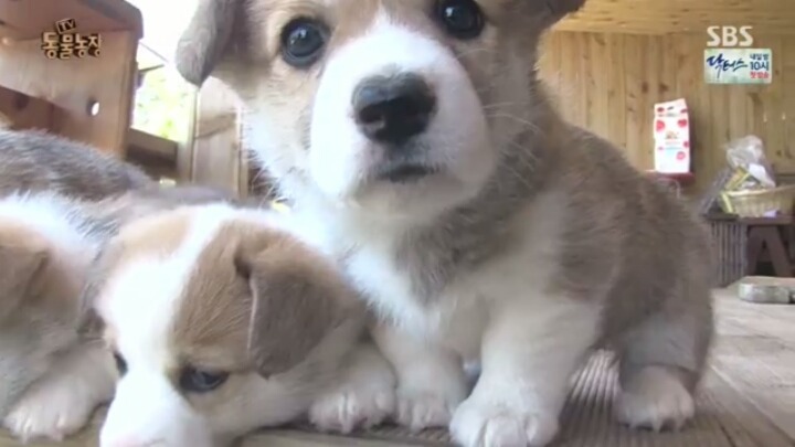 심장주의) 6남매들 | 인스티즈