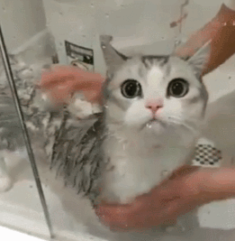 애묘인들이 꿈꾸는 고양이 모습.gif | 인스티즈